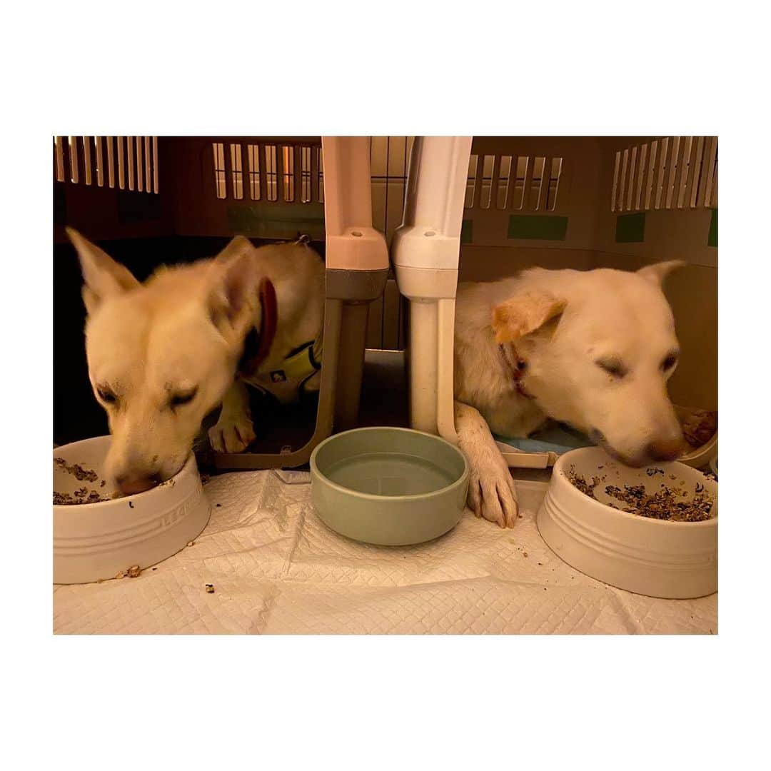 二階堂ふみのインスタグラム：「良い食べっぷりです👏  #まめもち預かり日誌 #元野犬 #保護犬を家族に」