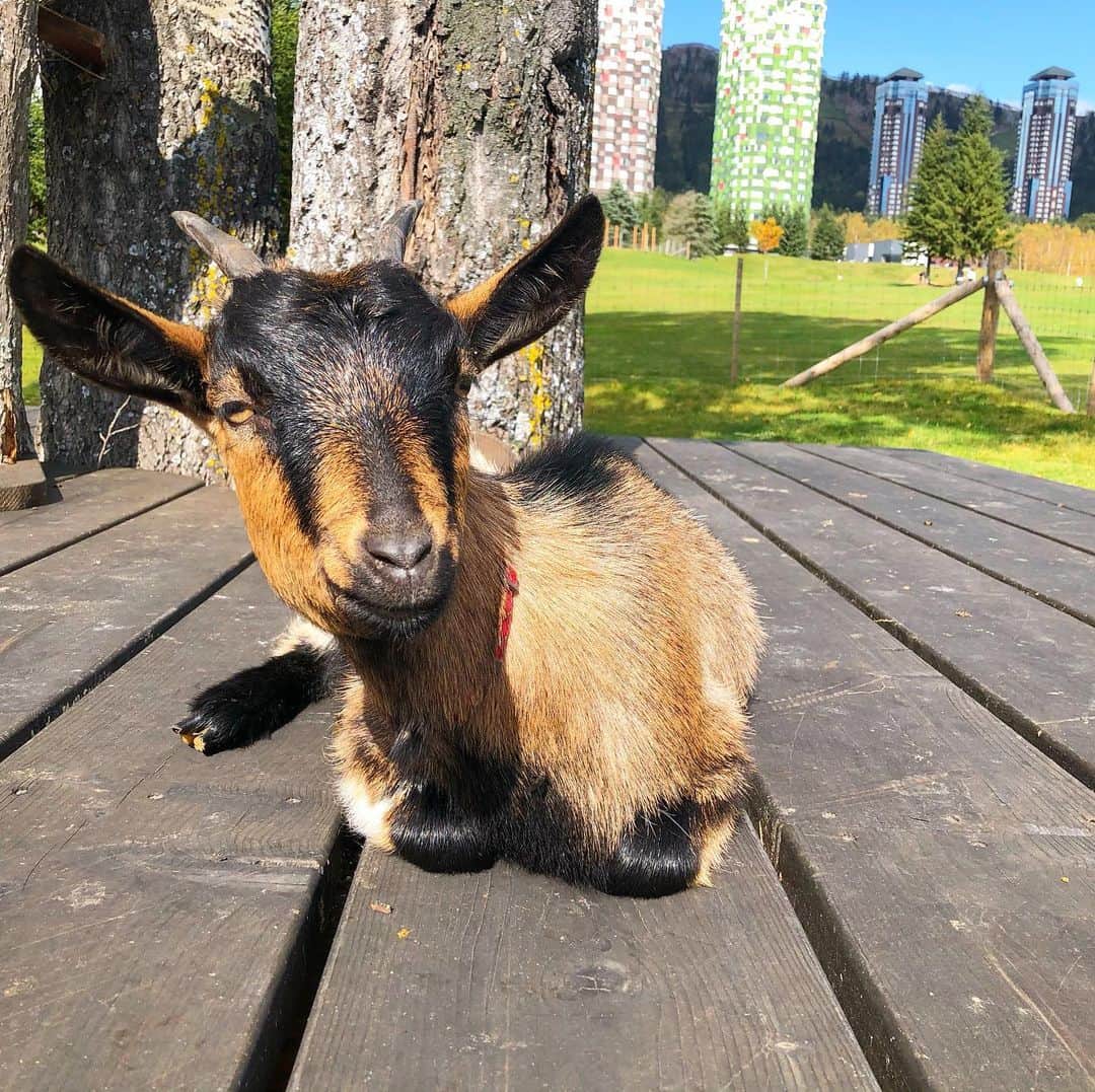 t_ppyのインスタグラム：「🐐の餌やりとかもあるし、子供はめちゃくちゃ楽しいスポット🤩🧡 動物好きな私たちも楽しかった〜  2泊3日以上なら私たちが泊まったクラブメッドがいいかもしれないけど大人のみの1泊2日ならトマムタワーが良かったかな？  クラブメッドはアクティビティがすごいから１泊だとバタバタしてもったいない！ でもチェックアウトしてからも17時まで施設は使えるよ〜  #北海道旅行 #トマムリゾート」