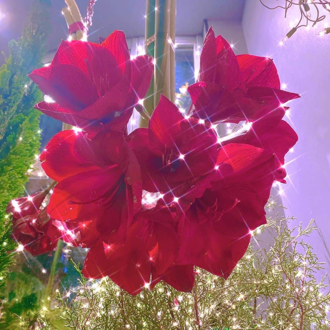 のインスタグラム：「❤️🌹❤️」