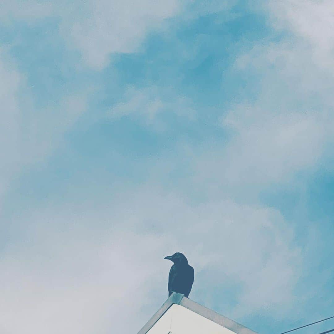中野敬久さんのインスタグラム写真 - (中野敬久Instagram)「#crow #sky #alone #lookingup #hope #blue #black」12月13日 8時24分 - hirohisanakano