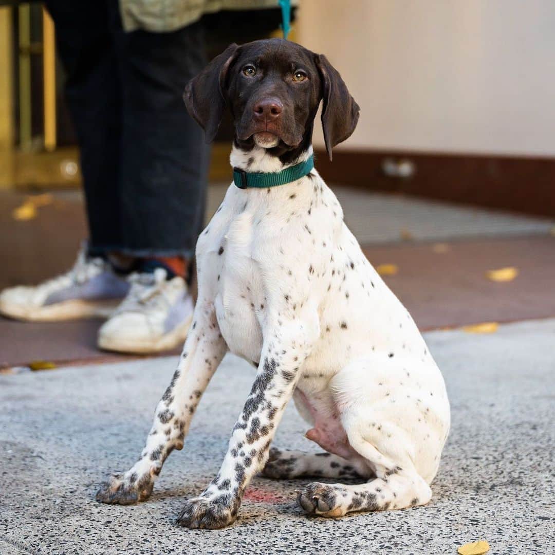 The Dogistさんのインスタグラム写真 - (The DogistInstagram)「Barrett, German Shorthaired Pointer (3 m/o), S 16th & Walnut, Philadelphia, PA • “He’s a country dog in the city. He loves hiking and peanut butter and he’s named after Syd Barrett of Pink Floyd.”」12月13日 9時09分 - thedogist