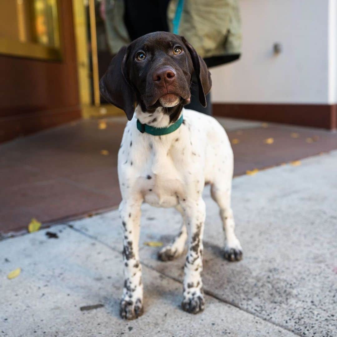 The Dogistさんのインスタグラム写真 - (The DogistInstagram)「Barrett, German Shorthaired Pointer (3 m/o), S 16th & Walnut, Philadelphia, PA • “He’s a country dog in the city. He loves hiking and peanut butter and he’s named after Syd Barrett of Pink Floyd.”」12月13日 9時09分 - thedogist