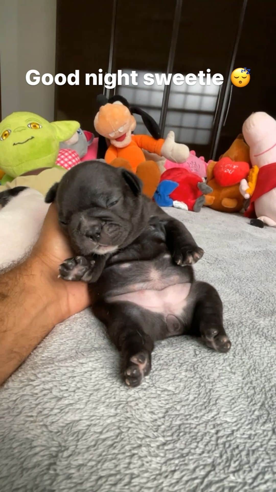 Regeneratti&Oliveira Kennelのインスタグラム：「G’night 😴 #nitenite #sleepwell #frenchie」