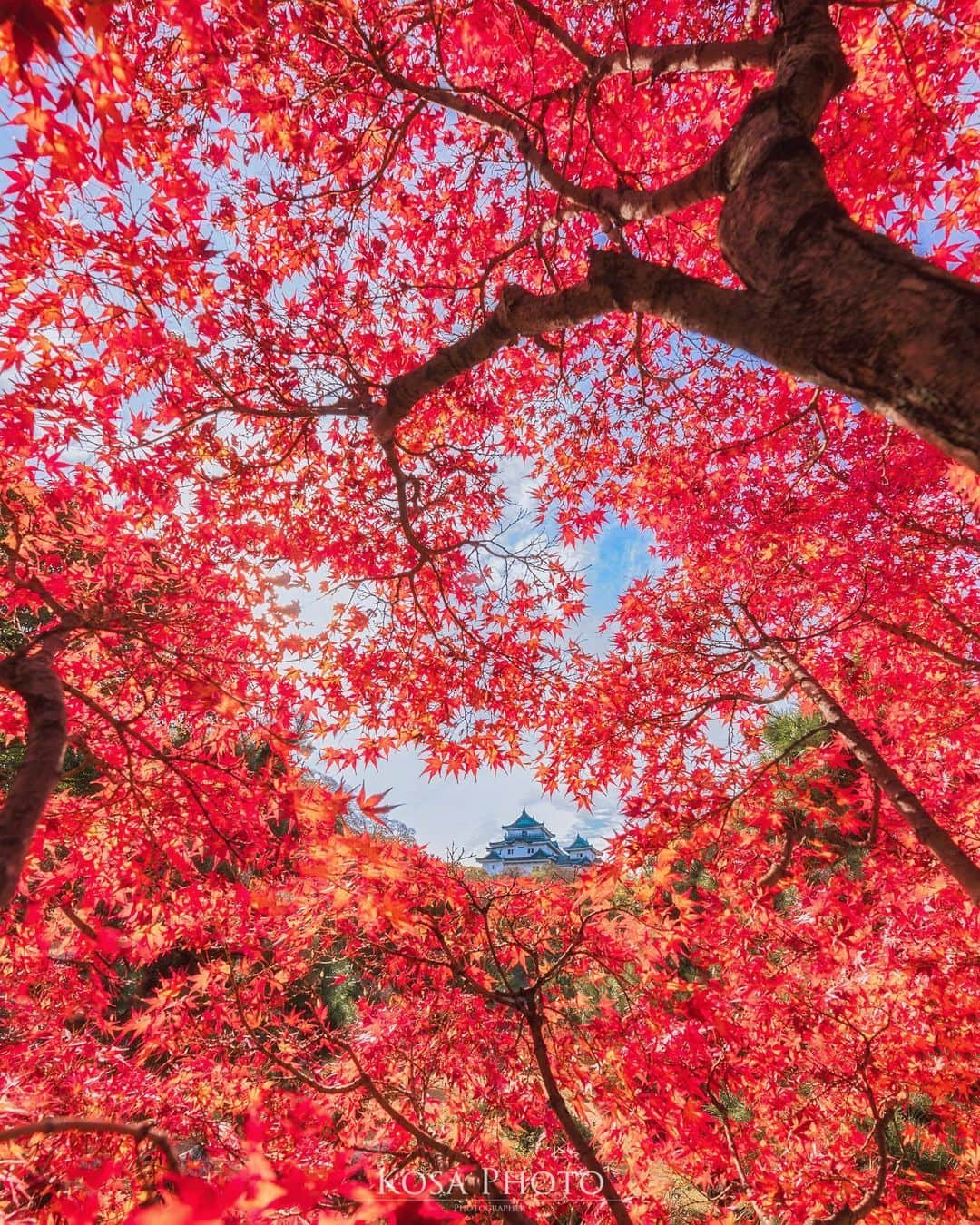 コサさんのインスタグラム写真 - (コサInstagram)「今年、発見した和歌山城の紅葉ポイントも赤くなってくれました👍 . Location:和歌山 Wakayama / Japan🇯🇵 Date:2020年12月 . #和歌山城 #紅葉 #insta_wakayama #グッドトリップ和歌山 #visitwakayama #かつらぎーの #raytrekフォトコンテスト2020 #レイトレッククリエイター #jalan_kouyou2020 #楽天トラベル映えフォト #art_of_japan_ #tokyocameraclub #dpj_member #team_jp_ #IG_PHOS #photo_jpn #ptk_japan #pt_life_ #bestjapanpics #Lovers_Nippon #YourShotPhotographer #Impressive_gallery #light_nikon #sorakataphoto #LBJ_Legend #広がり同盟メンバー #nipponpic_member #special_spot_legend #lbj_マイベストショット #rox_best2020」12月13日 9時11分 - kosa_photo