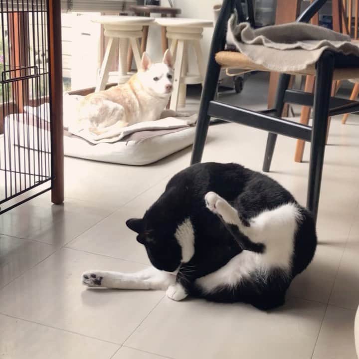 パンといっぴきのインスタグラム