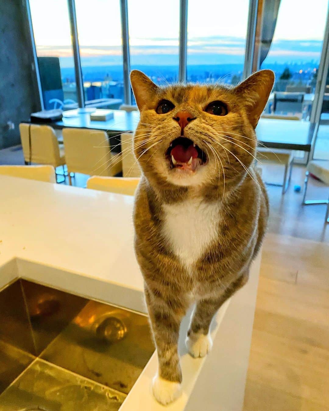 ジェームズ・ガンのインスタグラム：「#HappyCaturday from me and #EmilyMonster #cat #cats #catsofinstagram #caturday」