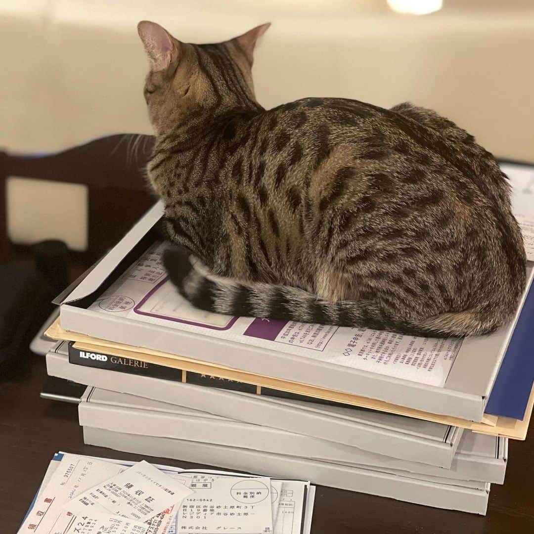 のインスタグラム：「会社経理作業を始めようとしたら、マメがいじけて書類の上に。呼んでも振り向かないし…  #マメ #オシキャット #溝口肇」