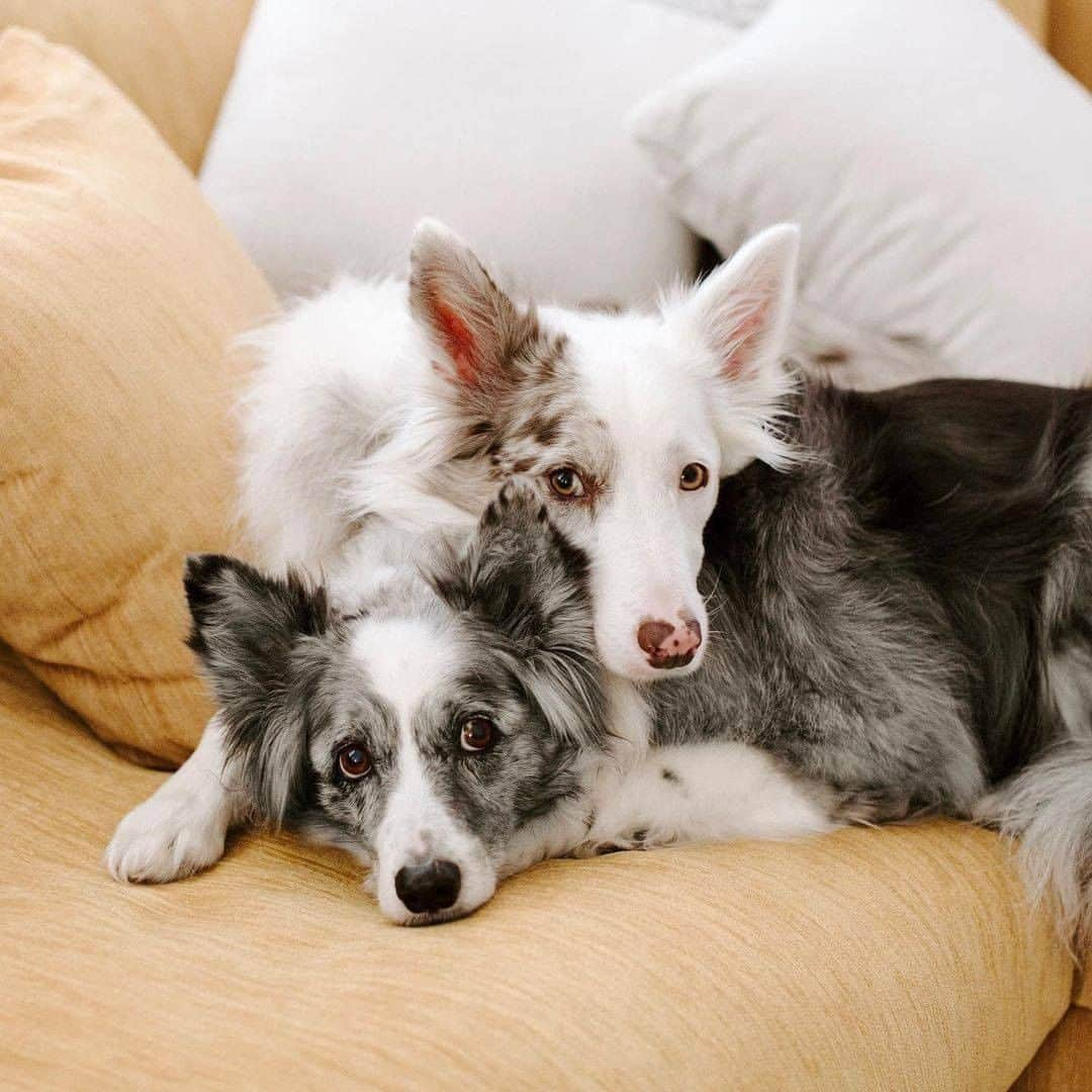 8crapさんのインスタグラム写真 - (8crapInstagram)「I need a cuddle buddy like them 🥺 - 📷 @crazyaboutspots - #barked #dog #doggo #BorderCollie #BorderCollies」12月13日 1時00分 - barked