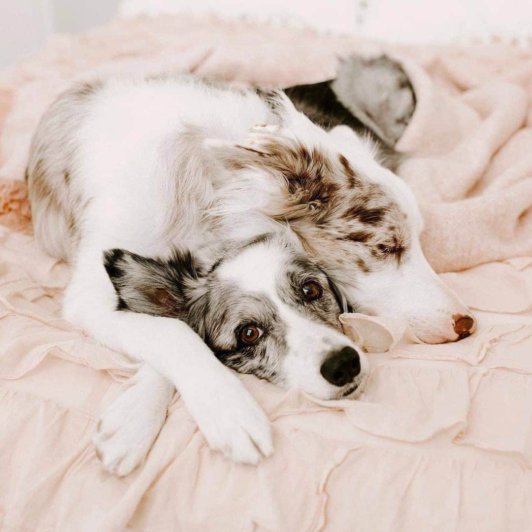 8crapさんのインスタグラム写真 - (8crapInstagram)「I need a cuddle buddy like them 🥺 - 📷 @crazyaboutspots - #barked #dog #doggo #BorderCollie #BorderCollies」12月13日 1時00分 - barked