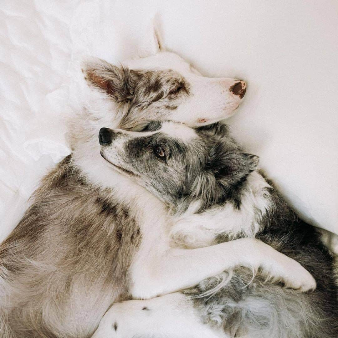 8crapさんのインスタグラム写真 - (8crapInstagram)「I need a cuddle buddy like them 🥺 - 📷 @crazyaboutspots - #barked #dog #doggo #BorderCollie #BorderCollies」12月13日 1時00分 - barked