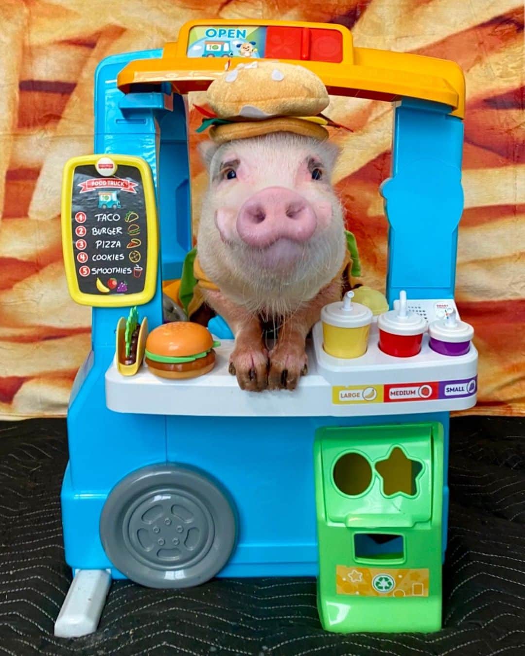 Priscilla and Poppletonさんのインスタグラム写真 - (Priscilla and PoppletonInstagram)「HAPPY 7th BIRTHDAY POP!🎉Piggy dreams do come true! We surprised Pop with his very own food truck for his junk food party! Look how happy he is! We are going to be his first customers at his party today! Pop, we hope you have the best birthday ever! We love you more than all the junk food in the world! Check back later for the party fun! It’s going to be one yummy celebration!🚛🍔🐷#happybdaypoppleton #popturnsseven #foodtruck #junkfoodvegan #SillyPop #PrissyandPop」12月13日 1時11分 - prissy_pig