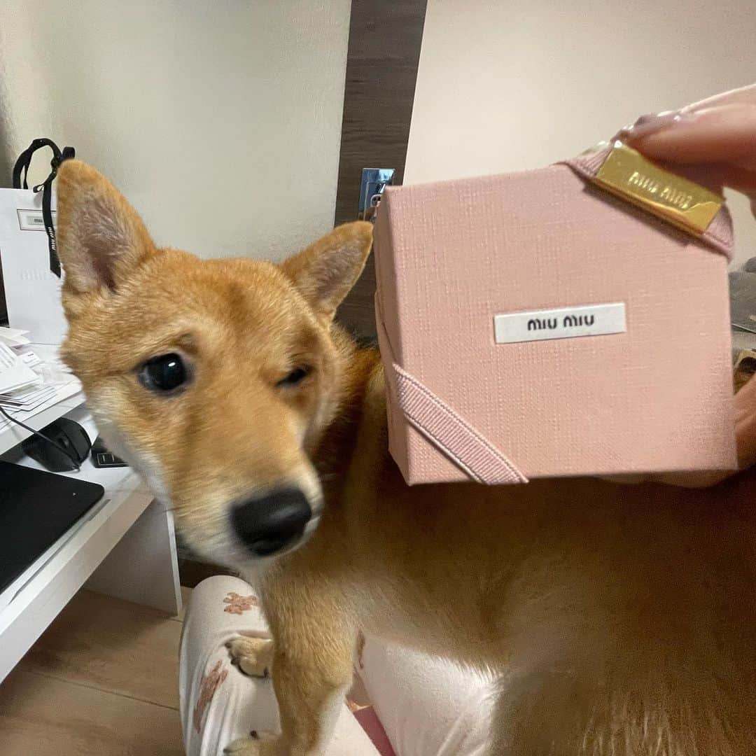 環奈（長沢菜々香の飼い犬）のインスタグラム：「😉  . .  . . .  #豆柴#柴犬#日本犬#黒柴#黒豆柴#まめしば#しばいぬ#しば#しばすたぐらむ #こいぬ #柴  #ここ柴部#柴子犬 #shibalove #mameshiba #kuroshiba #shibainu #shiba #shibadog #shibastagram #shibastyle」