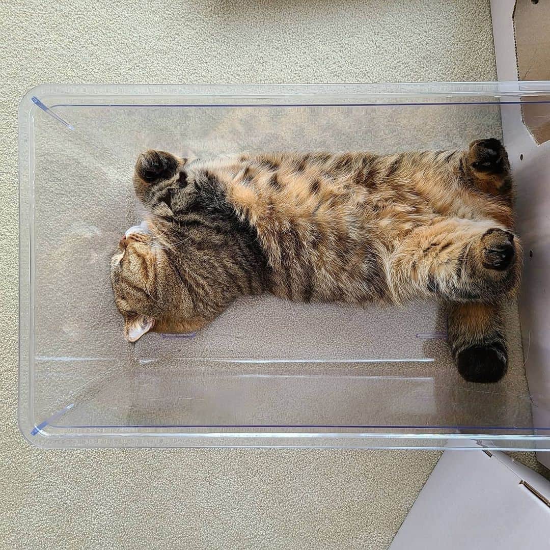 Aww Clubさんのインスタグラム写真 - (Aww ClubInstagram)「If it fits I sleep⠀ ⠀ 📷@claire_luvcat⠀ ⠀ #meowed #claireluvcat #catbed  #루루」12月13日 2時00分 - meowed