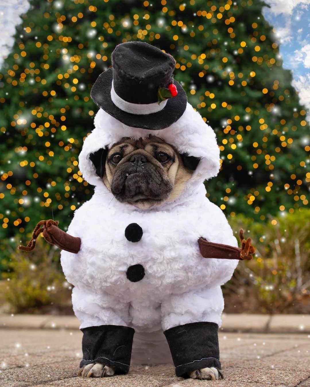 itsdougthepugさんのインスタグラム写真 - (itsdougthepugInstagram)「“Frosty the Snowpug ☃️” -Doug」12月13日 2時18分 - itsdougthepug