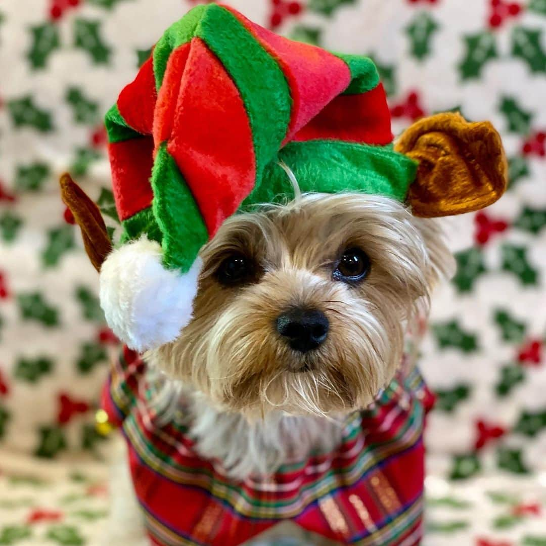 さんのインスタグラム写真 - (Instagram)「Allie 💭 I’m Santa’s little helper and I am ready to get to work!! ♥️💪🏼😍🎅🏼🎄🎁 #SantasLittleHelper #LittleElf #Christmas2020 #QuarantineChristmas #TisTheSeasonToBeJolly」12月13日 2時43分 - happyyorkiefamily