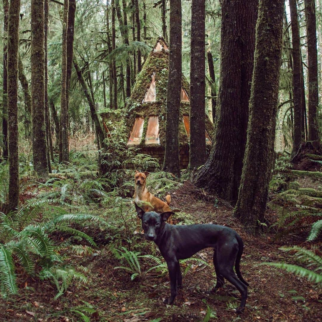 サラ・ジーン・アンダーウッドさんのインスタグラム写真 - (サラ・ジーン・アンダーウッドInstagram)「Homer showing Peter around Cabinland 🐕🐕‍🦺 . Cabin by @jacobwitzling & @saraunderwood . . . #dogsofinstagram #adoptdontshop #cabinlife #cabin #cabininthewoods #pnwonderland #pnw #beautifuldestinations #tinyhouse」12月13日 2時36分 - saraunderwood