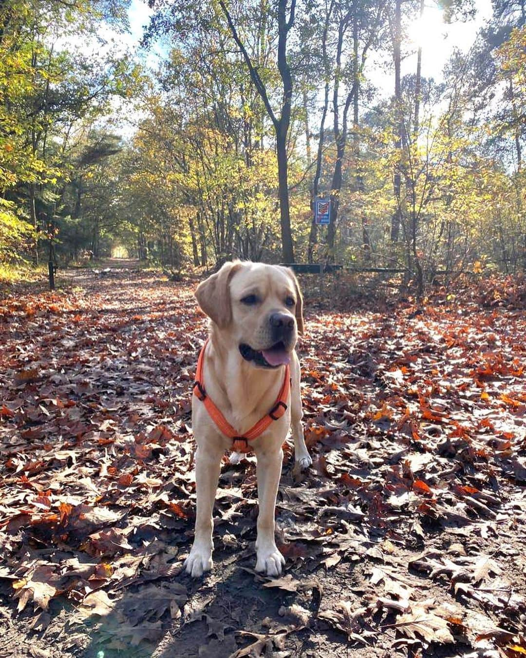 ティモ・バウムガルトルさんのインスタグラム写真 - (ティモ・バウムガルトルInstagram)「Happy Birthday Jimmy 🥳🐶 We love you ❤️ #labradorable #bestbuddy」12月13日 2時58分 - timo_baumgartl