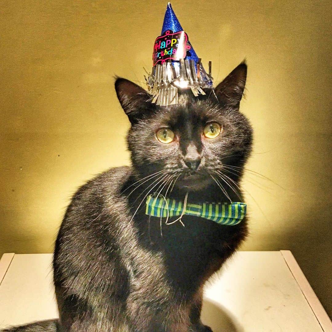 The Cats Of Instagramのインスタグラム：「Happy 5th birthday to a very special friend of ours! @ruthless.adventures thank you for loving kitties as much as you do and thank you for spreading your love to all animals ❤️ Keep being such an amazing person for us humans to look up to. 💚💙💜 Enjoy Caturday and please eat some cake for us 🎂🎉🎈」