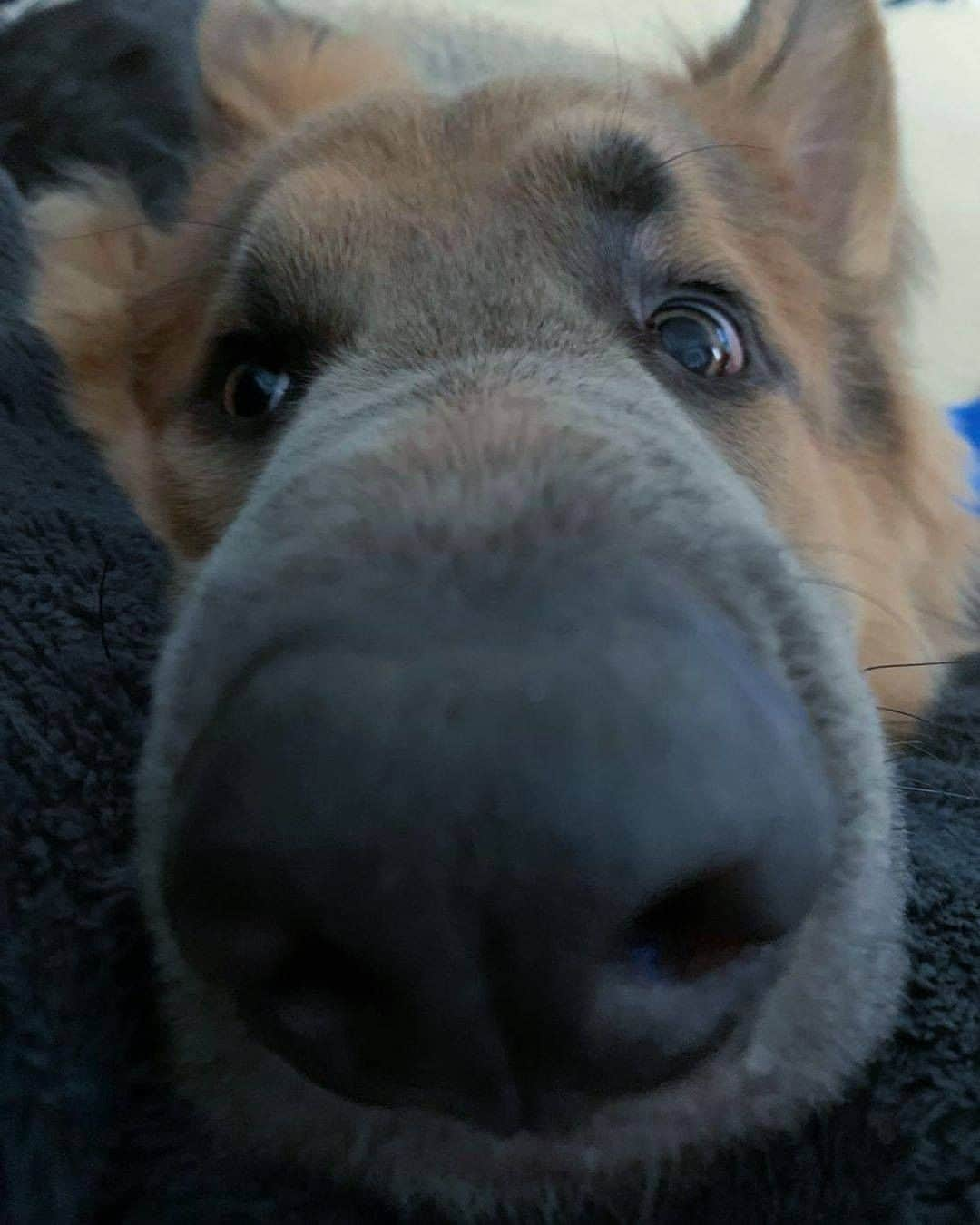 8crapさんのインスタグラム写真 - (8crapInstagram)「Would you mind gibing me a boop? 👀 - Want to get featured like him? Join “The Barked Club” on FACEBOOK and post something now! 👉 barked.com - 📷 @shepherdthetitan - #TheBarkedClub #barked #dog #doggo #GermanShepherd #GSD」12月13日 4時00分 - barked