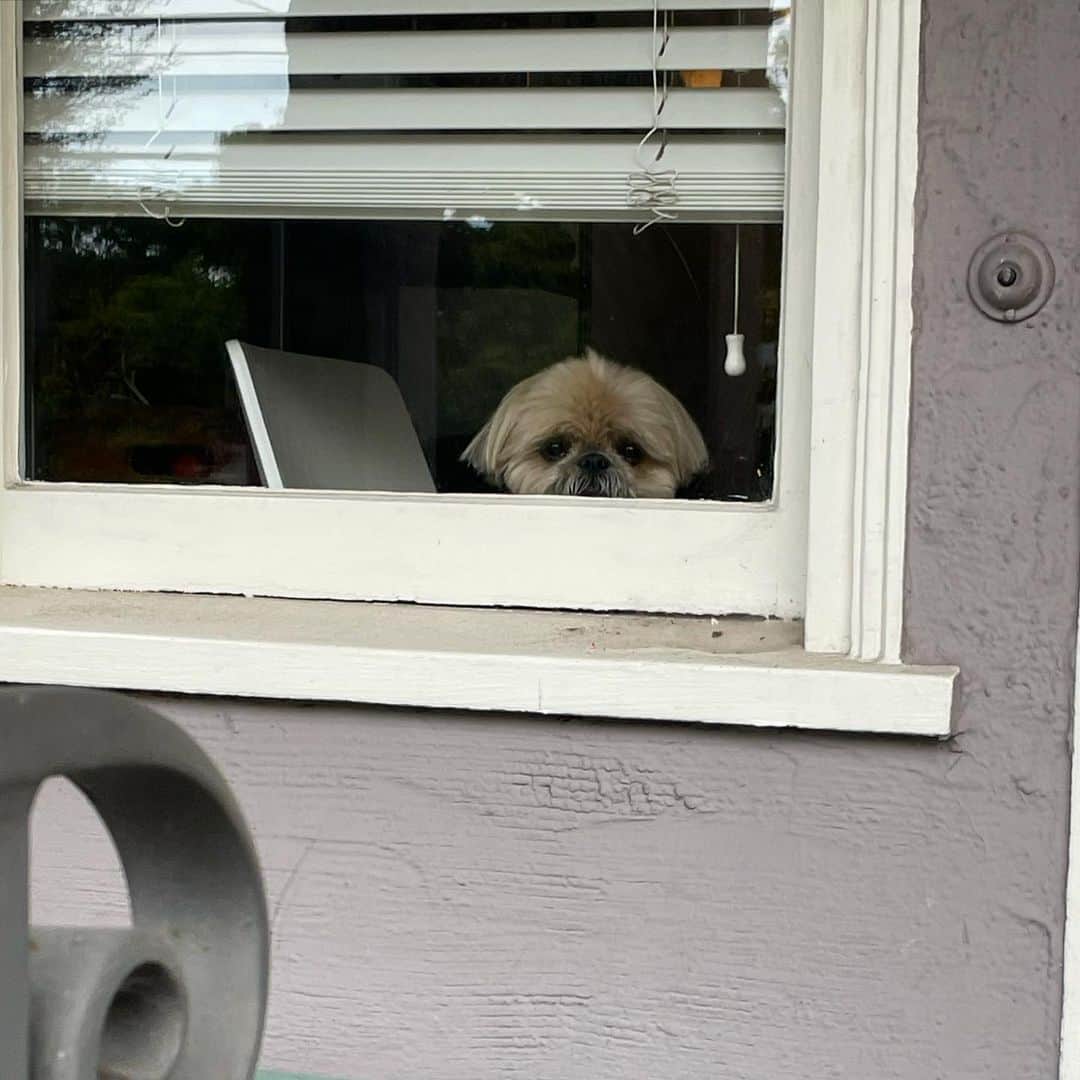 Dougie the Shih Tzuさんのインスタグラム写真 - (Dougie the Shih TzuInstagram)「Waiting on those packages.」12月13日 4時29分 - dailydougie