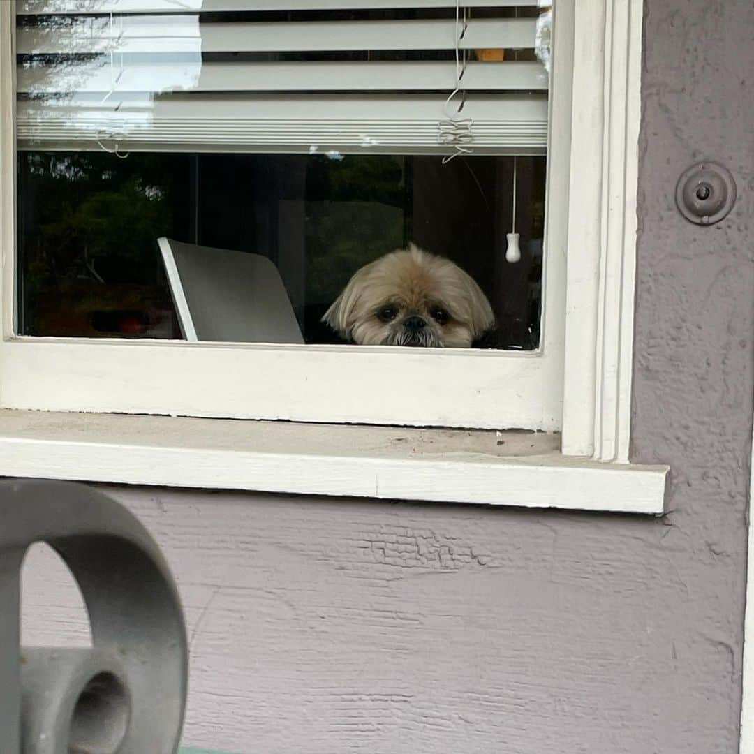 Dougie the Shih Tzuのインスタグラム：「Waiting on those packages.」