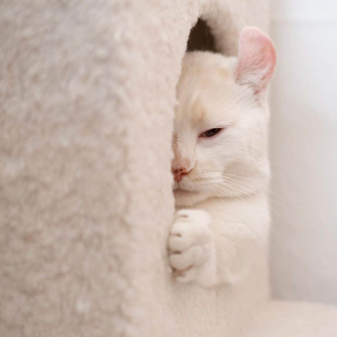 Aww Clubのインスタグラム