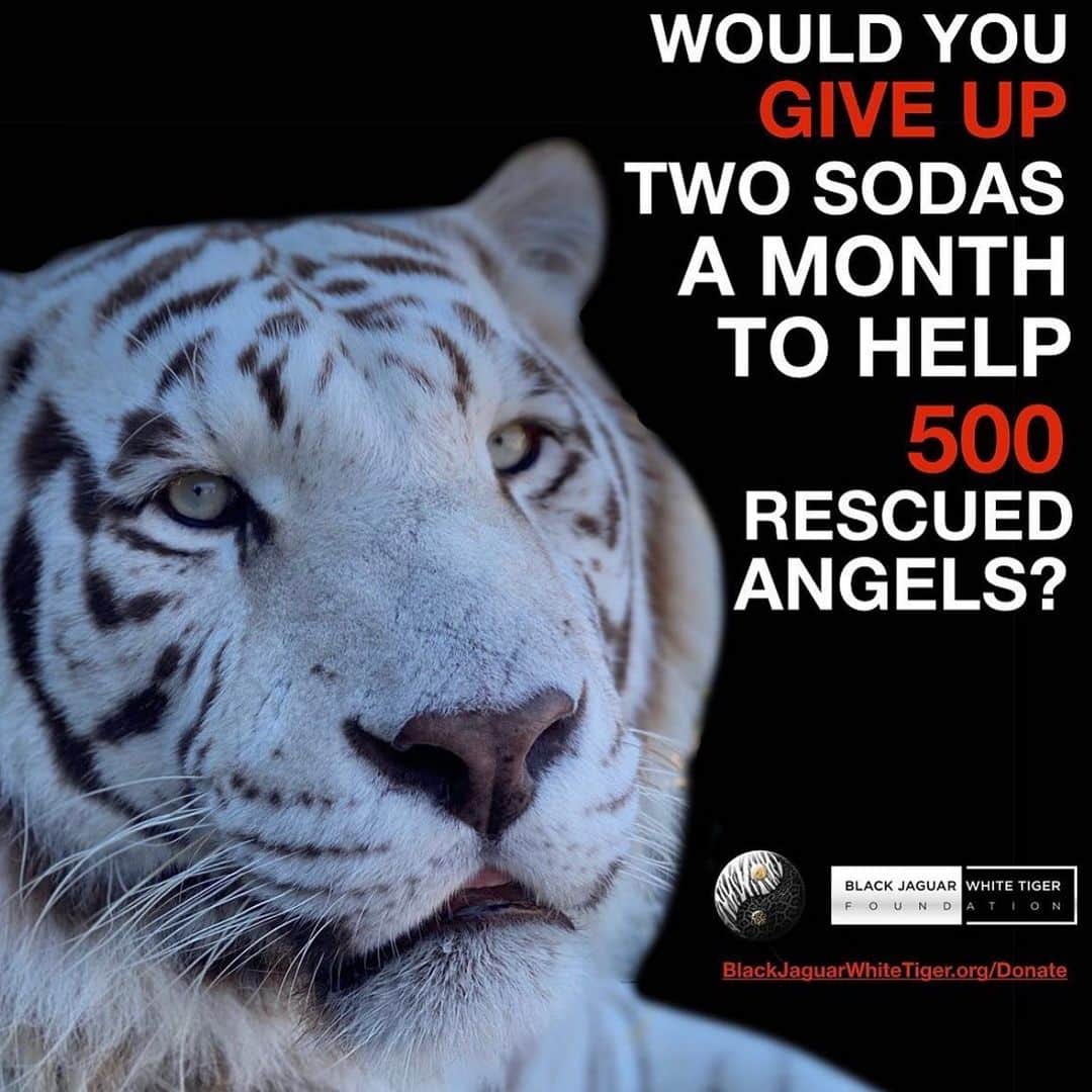 Black Jaguar-White Tiger さんのインスタグラム写真 - (Black Jaguar-White Tiger Instagram)「Your donation saves lives. 500 rescued Animals need you. Active link to donate on our bio or at www.BlackJaguarWhiteTiger.org/Donate」12月13日 4時57分 - blackjaguarwhitetiger