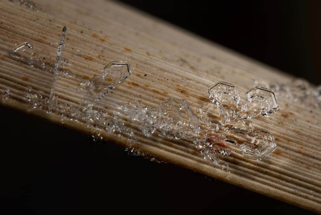 アンジー・ペインさんのインスタグラム写真 - (アンジー・ペインInstagram)「Ice crystals on cattail stalks and leaves. Nature made me work hard for it today — the crystals were small and difficult to find, but there were a few hiding here and there. The new flash is already a favorite, though I’m still learning to maneuver the larger setup into delicate and tight spaces. I’d like to say that no ice crystals were harmed in the making of these photos, but that would be a lie. Working with these teeny tiny frozen works of art is incredibly frustrating, because micro movements, a rogue breath, or any amount of wind can instantly destroy the scene. Luckily, the payoff is always worth it, and every once in a while a shot works out.  • • • #macro #macrophotography #icecrystals #yourshotphotographer」12月13日 5時02分 - angelajpayne