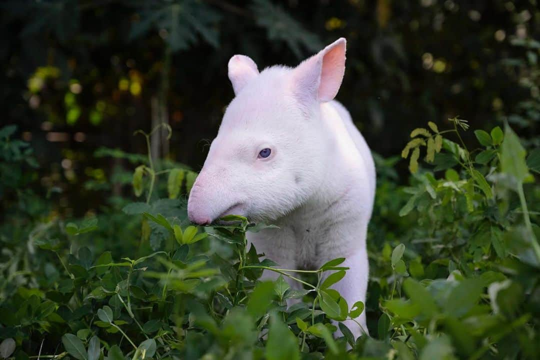 thephotosocietyさんのインスタグラム写真 - (thephotosocietyInstagram)「Photo by @lucianocandisani ( Luciano Candisani ). This very rare albino tapir, a small female less than a month old, was found lonely and weakened in the Piedade region of Atlantic rain forest, two weeks ago. Now, she is well and safe under the care of Dr. Cecilia Pessutti and her team at the Sorocaba Zoo, where I just took these photographs.Seven years ago, I made the first records of an albino tapir in the wild in Brazil through a system of remote cameras mounted in the forest of the Legado das Aguas reserve - @legadodasaguas, which is part of the largest continuous remnant of the Atlantic Forest and neighboring the rescue site of the current cub. At the time, however, the occurrence of very rare white tapirs in this region was almost a legend. Those first photographs were published worldwide with enormous positive repercussion stems from the conservation of the Atlantic Forest and triggered research coordinated by biologist Mariana Landis, from @institutomanaca. By analyzing the hundreds of images from my "studios in the woods" Mariana discovered that the photographs actually showed two albino individuals and not just one! The scientific publication with the details of our findings was published in the journal Mammalia . The challenge now is to investigate in more detail the genetic variability of the region's tapir population to understand whether the frequency of albinism may be linked to some kind of barrier to gene flow. This is a fundamental information for the conservation strategies of the largest land mammal in the Atlantic Forest. I keep working with the Manacá Institute in this history. Photography as a tool for understanding and protecting biodiversity, it moves me. #conservationphotography #candisani #lucianocandisani #atlanticforest #mataatlantica @ilcp_photographers」12月13日 5時36分 - thephotosociety