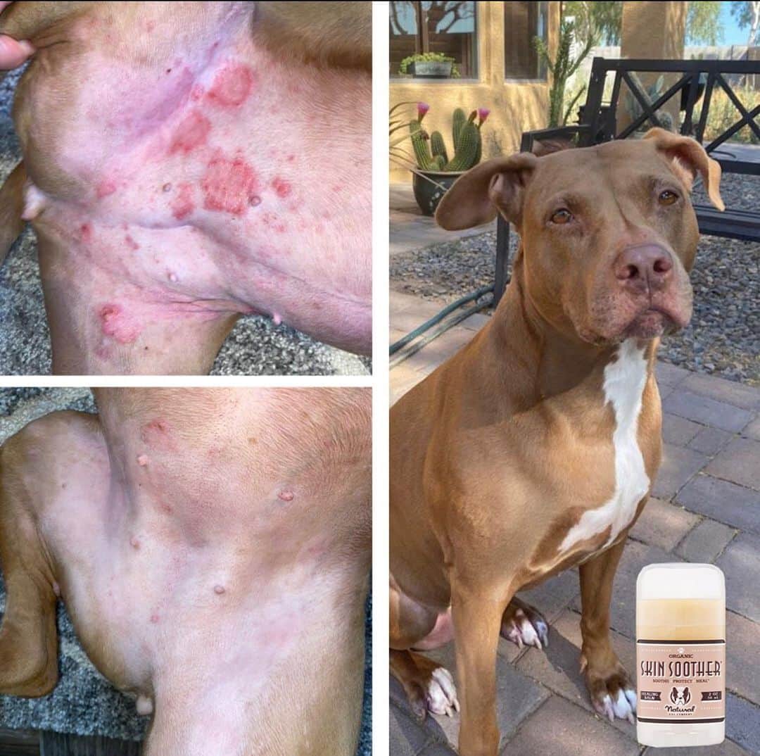 Pit Bull - Fansさんのインスタグラム写真 - (Pit Bull - FansInstagram)「⭐⭐⭐⭐⭐ Skin Soother soothes itchy, irritated, inflamed skin while treating + preventing yeast & bacterial infections. If your dog is constantly scratching and biting, you will be glad you got this. Satisfaction guaranteed or your money back. . ⭐ SAVE 20% off @naturaldogcompany with code PITFANS at NaturalDog.com  worldwide shipping  ad 📷: @_trinlopez_」12月13日 6時28分 - pitbullsfans__