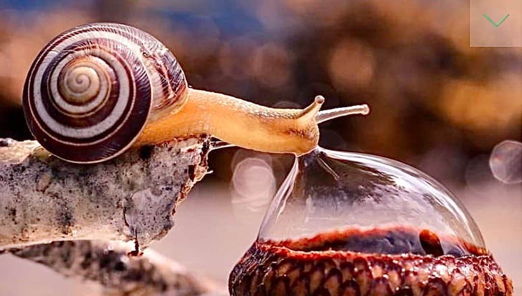 のインスタグラム：「If I was a snail, this is what I’d be doin’.」