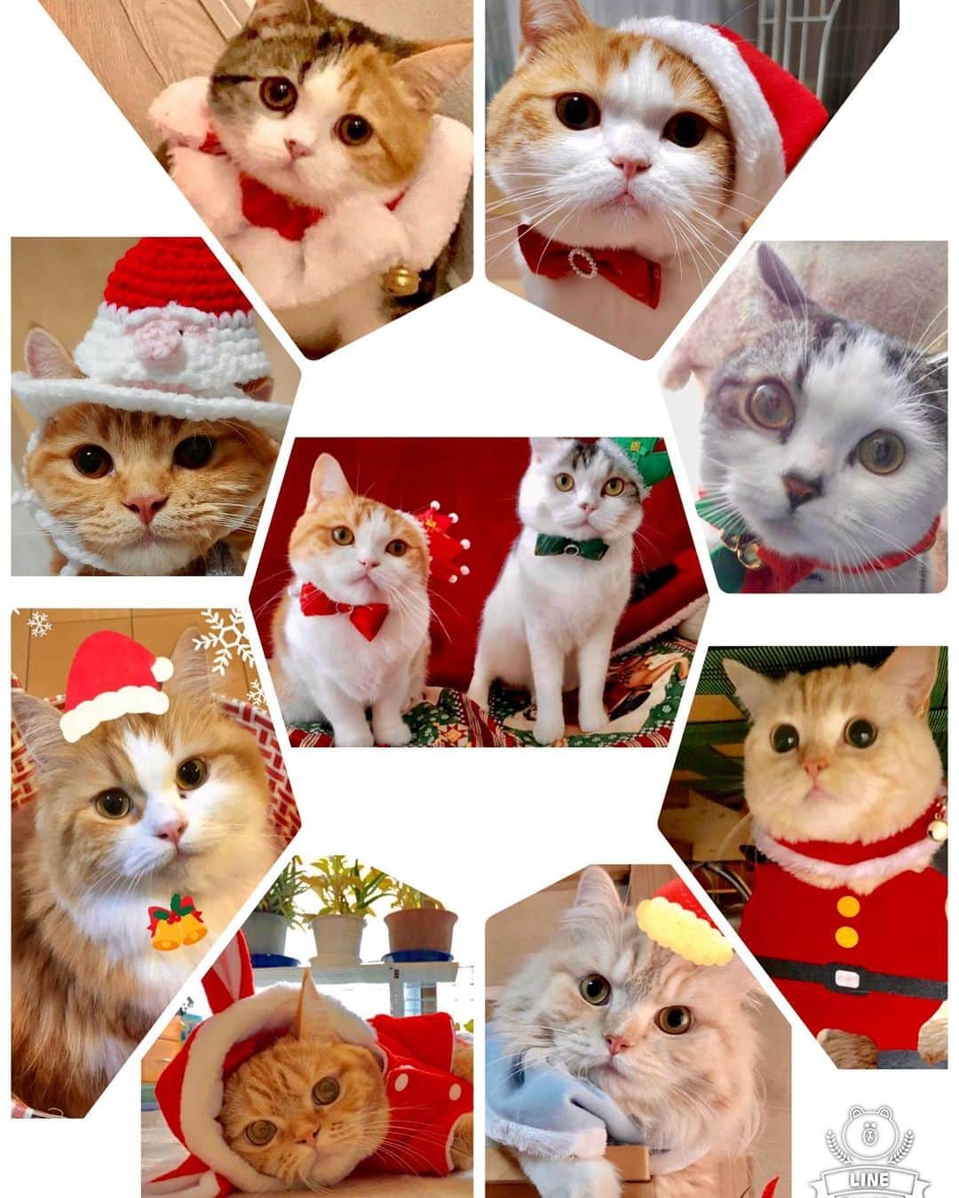 まんちの樹（マンチカンブリーダー）さんのインスタグラム写真 - (まんちの樹（マンチカンブリーダー）Instagram)「今年もまんちの樹猫親戚さんクリスマス写真募集しま〜す🎄。締切は24日。 猫親戚さんでクリスマスっぽい写真が撮れたらラインくださいね。コスプレがイヤイヤな子が多いはずだから、お気に入り写真にクリスマス画像加工でもOKです。可愛い我が子を自慢しちゃいましょう♥️  #マンチカン#munchkin#スコティッシュフォールド#アメリカンショートヘア#ミヌエット#猫#ねこ#ネコ#neko#cat#ねこ部#猫部 #子猫#kitten#kitty#にゃんすたぐらむ#ねこすたぐらむ#猫ブリーダー#マンチカンブリーダー#ふわもこ部#にゃんこ#猫好き#猫のいる暮らし#まんちの樹#かわいい#クリスマス#クリスマスコスプレ #catstagram#cat stagram#cutecat」12月13日 7時30分 - machiyominoura