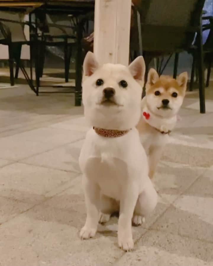 ヤンチャな豆柴『豆千代くん』の日常です?のグルメインスタ