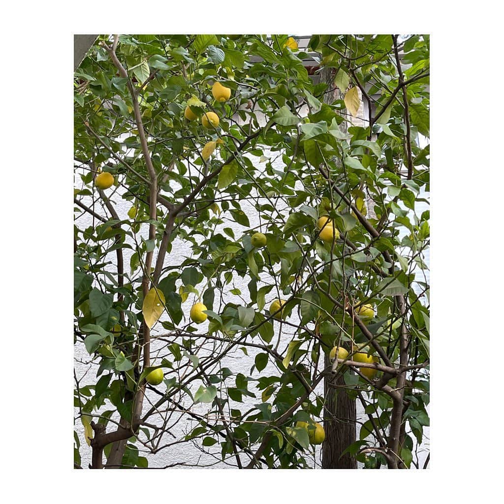 栗原はるみさんのインスタグラム写真 - (栗原はるみInstagram)「みなさんおはようございます。今朝は清々しい朝お天気もよくて嬉しい！昨日はあまり寒くなかったので庭の手入れが出来ました。作業中に初めていちごの花が咲いたのを見つけました。なんて可愛らしいのでしょう。この花をみていたら嬉しくなって。レモンとカボスも沢山の実をつけてくれました。これからマリネや塩レモンを作ってみようと思います。揚げ物や汁物、そば、焼いた魚に絞って食べるのがとっても楽しみ。ヒイラギとピラカンサも満開に。もう間もなく沢山のムクドリがピラカンサを食べにやって来てあっという間に食べつくされてしまいます。毎年残念ですが何も出来なくて。せめてそれまでは見ていたいと思います。我が家に育った全ての植物にありがとうと。みなさん今日も楽しく過ごしましょうね〜。私は片付けと試作しますよ〜。#栗原はるみ  #kuriharaharumi ＃玲児さんと一緒に庭に」12月13日 8時00分 - harumi_gram
