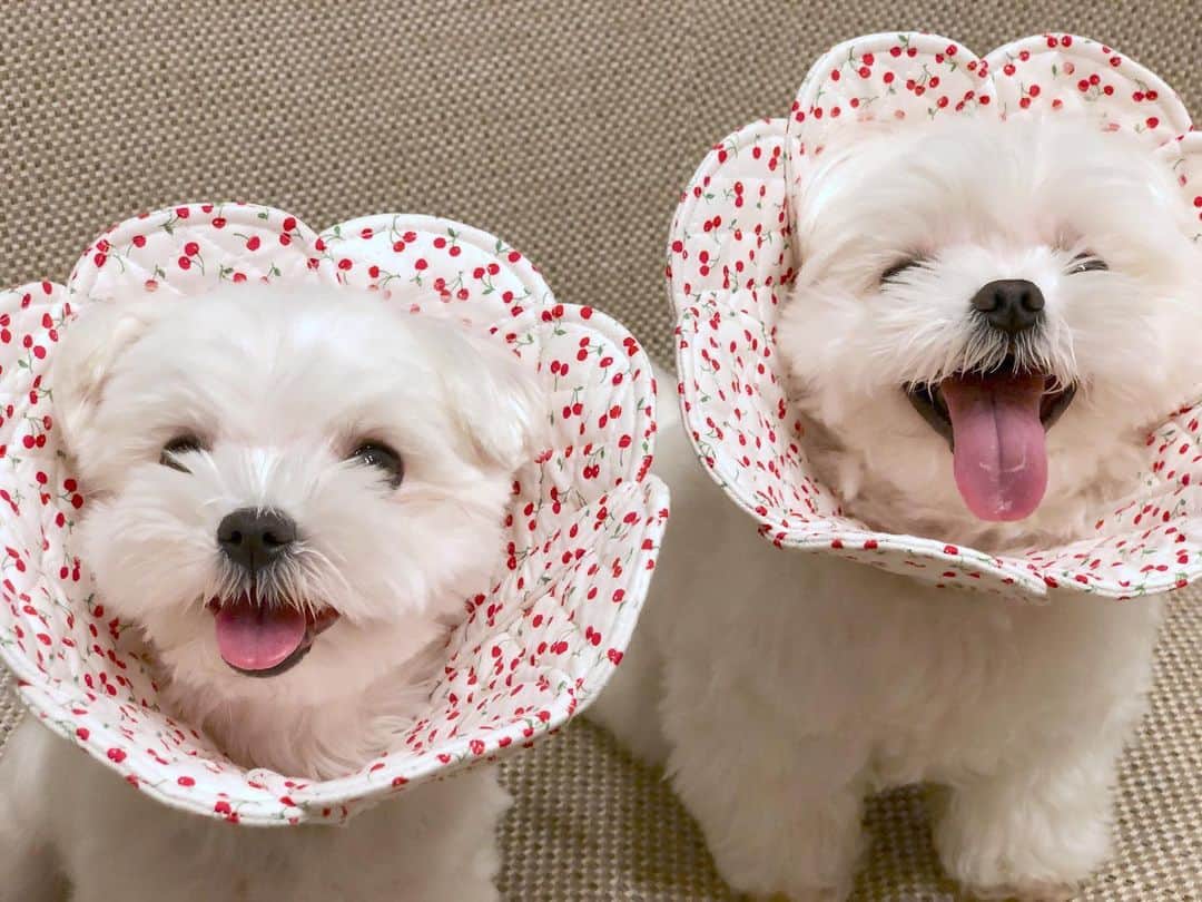 マルチーズ兄妹♡おかゆとおもちのインスタグラム：「...🐶🌼🐶🌸... . . チェリーズ🍒で〜す！ . 兄妹デュオ？ 夫婦漫才師⁇😆 . . @ohanaerikara さん、今回も可愛い #お花エリカラ を作ってくださり、ありがとうございました。 . . もっちの毛生えろ〜、生えろ〜〜🙏 . . . . . . . #maltese #malteseofinstagram #happydog #dogsmile #doglove #doglover #dogstagram #instadog #lovedogs #ilovemydog #cutedog #dogoftheday #말티즈 #馬爾濟斯 . #okayusan #マルチーズ #犬バカ部 #わんこ #犬のいる暮らし #エブリドッグ  #みんなのわんこ #わんこと暮らす幸せ #スマイル犬 #マルチーズ好き #peppyフォト部 #奈良犬 #west_dog_japan #ふわもこ部  #鼻ぺちゃ」