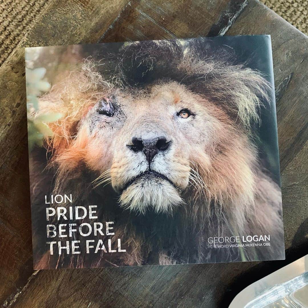 Mollie Kingさんのインスタグラム写真 - (Mollie KingInstagram)「If you’ve got any animal loving friends to buy Christmas presents for I’d really recommend this book which @bornfreefoundation have kindly sent me. It’s full of stunning photos celebrating the life-cycle of the lion. @bornfreefoundation will receive 75% net proceeds of book sales and all profits will go towards helping protect and re-establish The Last Lions of Meru in Kenya. I am donating to @bornfreefoundation to support this cause and in thanks for this beautiful book. Please join the fight to protect the last remaining wild African lions… or risk losing them forever 💙  📸 @georgeloganphoto  #virginiamckenna #gift」12月13日 19時04分 - mollieking