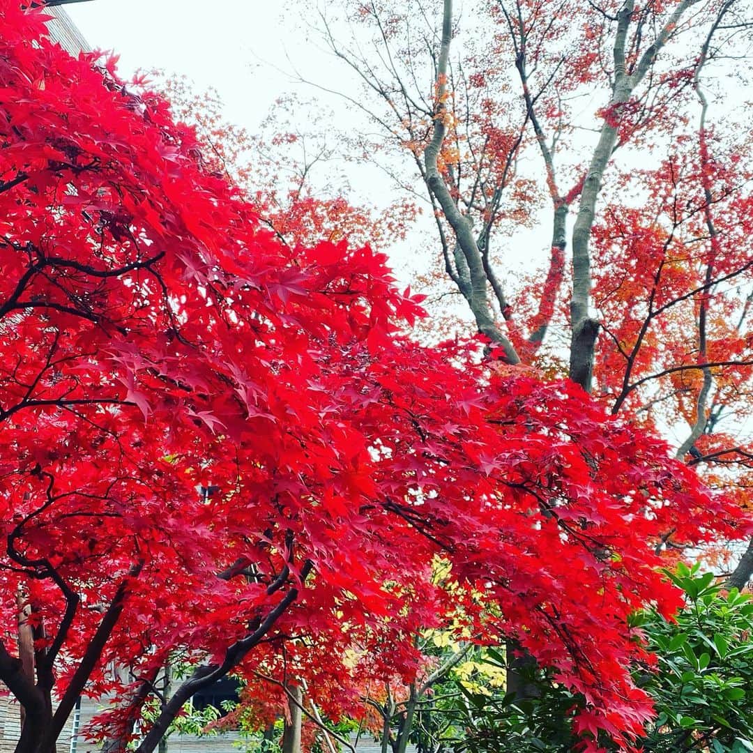 谷本貴義のインスタグラム：「今ごろだけど、いつのまにかこんな季節になっていたんだね。  #紅葉」