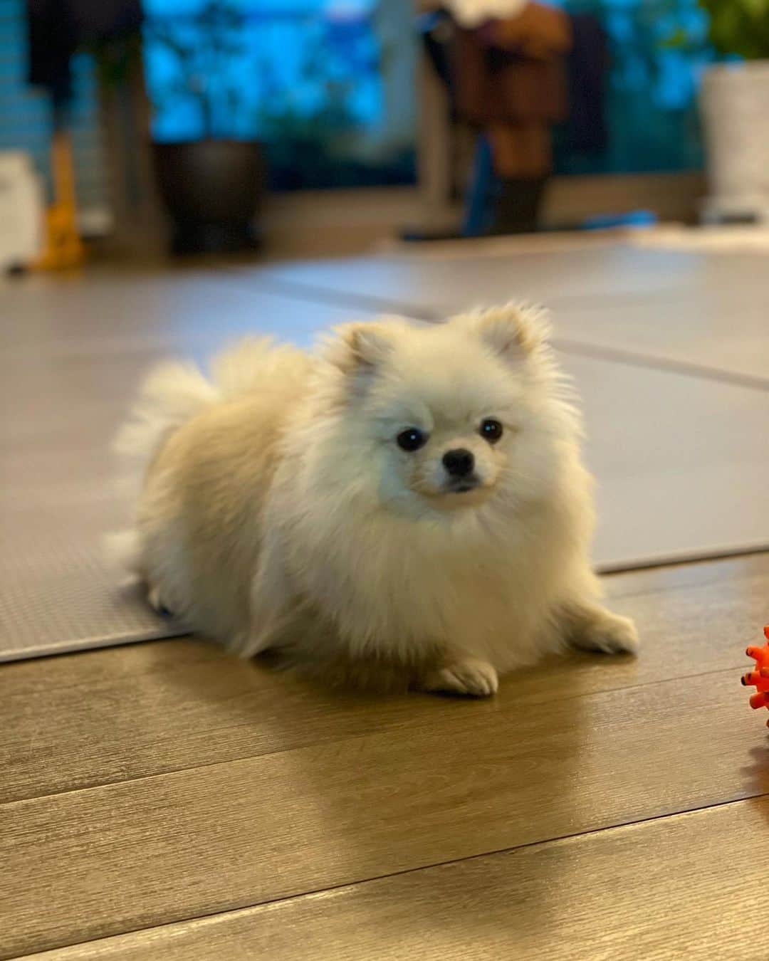 ユ・インスのインスタグラム：「조그만한게 사자인줄 아는 우리 비비🥰 • • • #사나움#개조심#포메#귀여움#애기#한살」