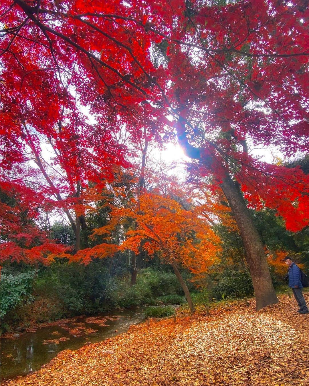 hama_aki_pppさんのインスタグラム写真 - (hama_aki_pppInstagram)「京都市左京区#下鴨神社糺の森  Location Kyoto Japan    2020.12.13    本日撮って出し#下鴨神社 #糺の森  佇むおじさまが良い味出してくれました。　 　    #神社仏閣  #美しい日本　 #土曜日の小旅行  #そうだ京都行こう　 #日本の絶景  #日本庭園  #タビジェニ  #賀茂御祖神社  #total_asia  #amazing_shotz  #top_favorite_shots  #allthingsofbeauty_  #visitjapanjp  #inspring_shot  #beautiful_kansai  #ippawards #nature_brilliance_flowers  #earthofficial  #japaneseshrine  #japanesegarden  #deaf_bestshot_japan  #loves_united_japan  #ap_japan_  #deaf_b_j_  #otonatabi_japan」12月13日 17時41分 - hama_aki_ppp