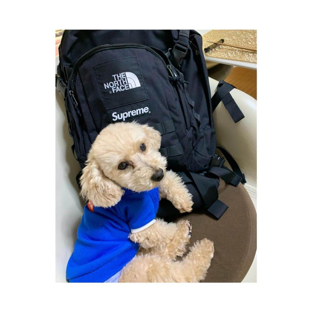田辺ひかりのインスタグラム：「__⋆*  おっとこまえ〜  かわいいがすぎます  #こてつ #supreme #着てます #かっくいぃ」
