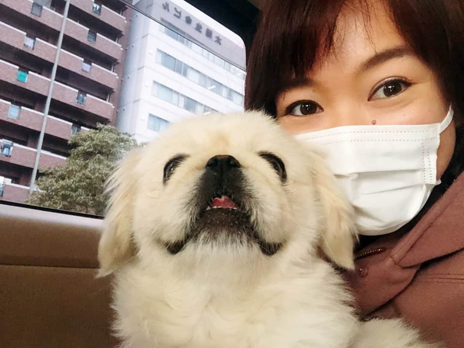 有田優理香のインスタグラム：「金曜日のキニナル「ペットの新型コロナ対策」ご覧いただきありがとうございました！ ぺいちゃんと暮らす私にとってもこの問題は他人事ではなく、知りたいことも多かったのでリサーチする中で大変勉強になりました。  詳しい注意点は改めてブログにまとめようと思うのですが、いま流行している新型コロナは人から人に感染するもので、ペットへの感染は一般的ではありません。 (陽性反応のニュースありましたが、そのペットは体調を崩しておらず体にウイルスが付着していただけの可能性も。発症している可能性は低いのでは。)  必要以上に不安になり過ぎず、まずは飼い主の私たちが感染対策をしっかり行うことが大切です🐶🐱 そして誰でも感染の可能性があるので、突然の入院に備えて預け先を事前に話し合っておくなど準備をしましょう。  飼い主の責任ある行動がペットを守るのだと感じました。 コロナが理由でペットを手放すという悲しいことが起こりませんように…🙏  #広島テレビ　#テレビ派　#キニナル　#pekingese #ペキニーズ　#犬界の藤原竜也 #テレビ出演2回目」