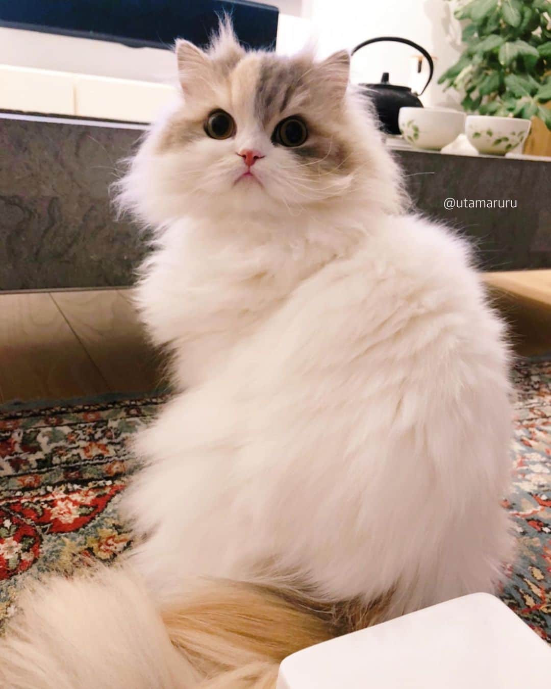 詩丸のインスタグラム：「こまちゃん、実は………  時々、ツノが生えるんです……！😳💘😈 ピーーーンと2本、 他の子にはないのですが 小町だけは時々ぴょこんと出現します🤔✨ .  Komachi has little horns in her head😆 It looks like a naughty devil😈💘I love it!😘🥰 .  #ねこ #猫 #cat #devil #鬼滅の刃 #禰󠄀豆子 みたいだね😈 #anime #kimetsunoyaiba」