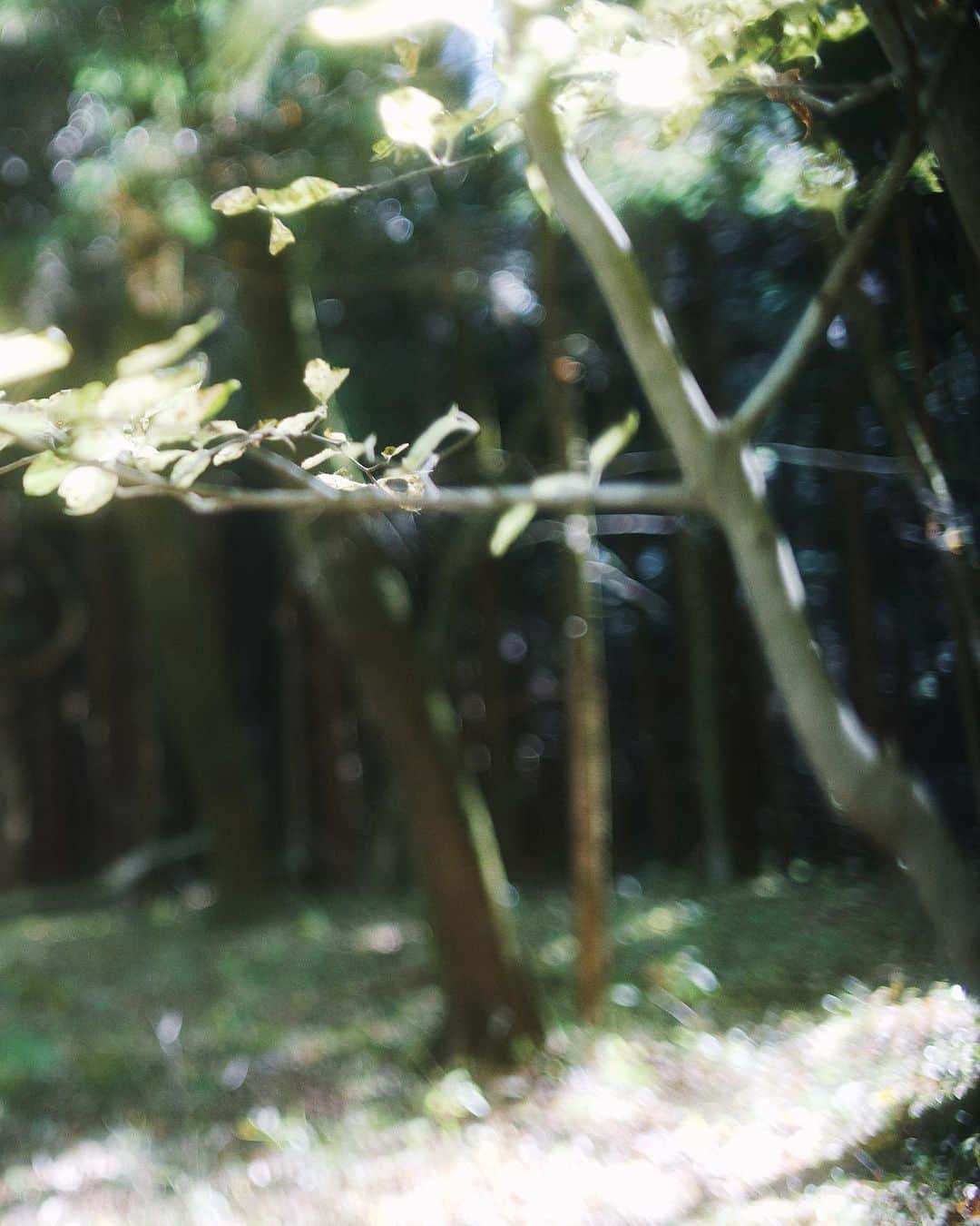 haru wagnusさんのインスタグラム写真 - (haru wagnusInstagram)「In to green forest  ㅤㅤㅤㅤㅤㅤㅤㅤㅤㅤㅤㅤㅤ ㅤㅤㅤㅤㅤㅤㅤㅤㅤㅤㅤㅤㅤ ㅤㅤㅤㅤㅤㅤㅤㅤㅤㅤㅤㅤㅤ どうせ隠すなら、想う人を喜ばせるような、嘘がいい。 ㅤㅤㅤㅤㅤㅤㅤㅤㅤㅤㅤㅤㅤ ㅤㅤㅤㅤㅤㅤㅤㅤㅤㅤㅤㅤㅤ #nikko  #lovequotes  #summilux35」12月13日 18時19分 - wagnus