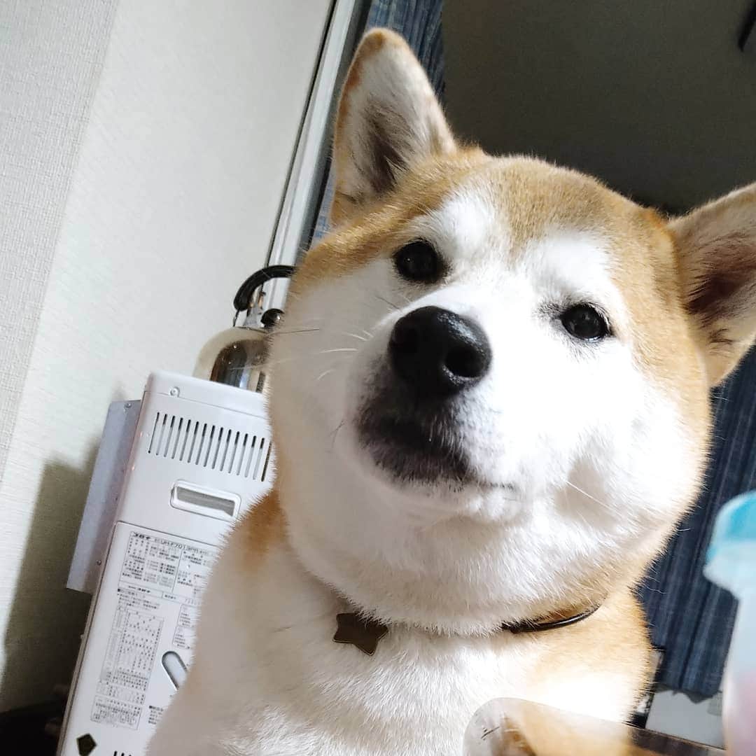 柴犬⭐️サスケのインスタグラム：「こんばんワン #おこぼれ待ち#柴北会 #柴犬#赤柴#犬ら部 #ふわもこ部 #pecoいぬ部 #shibastagram #shibasnap #shibagram #レガリエ部#いぬのいる生活 #いぬのいる暮らし #(∪・ω・)#🐶」