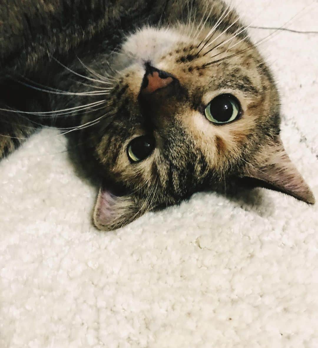 布川愛子のインスタグラム：「♡♡♡」