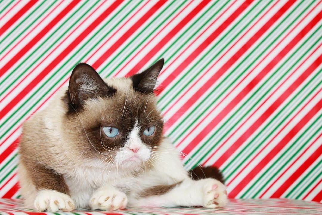 Grumpy Catさんのインスタグラム写真 - (Grumpy CatInstagram)12月13日 10時02分 - realgrumpycat