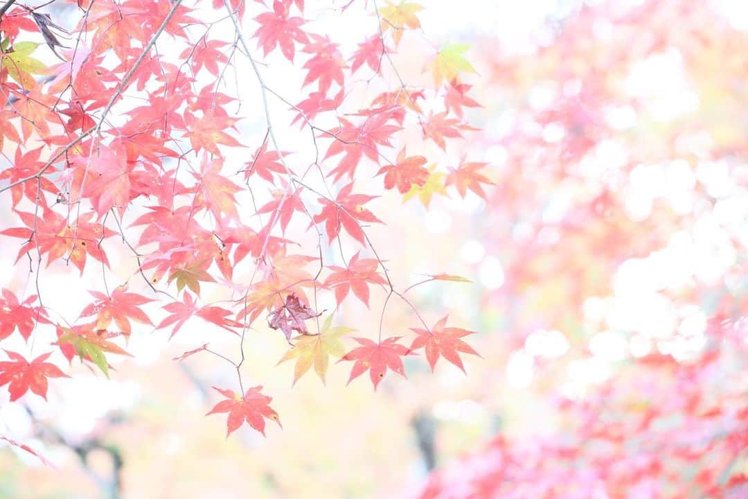 kiccyomuさんのインスタグラム写真 - (kiccyomuInstagram)「☁️☀️ 2020.12.13 Sun 京都の #紅葉 🍁 #嵐山 の #天龍寺 かな？ 今年のモミジ🍁は綺麗で… 🍁たくさん見れました😊  今日も少し🍁散策してみようかな？ 週末…今日も元気に🤗  location #京都 📷撮影 2020年11月21日」12月13日 10時04分 - kiccyomu
