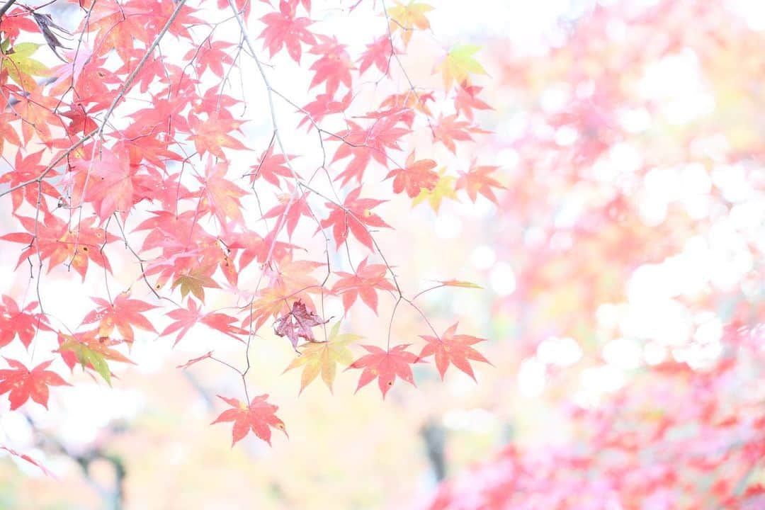 kiccyomuのインスタグラム：「☁️☀️ 2020.12.13 Sun 京都の #紅葉 🍁 #嵐山 の #天龍寺 かな？ 今年のモミジ🍁は綺麗で… 🍁たくさん見れました😊  今日も少し🍁散策してみようかな？ 週末…今日も元気に🤗  location #京都 📷撮影 2020年11月21日」
