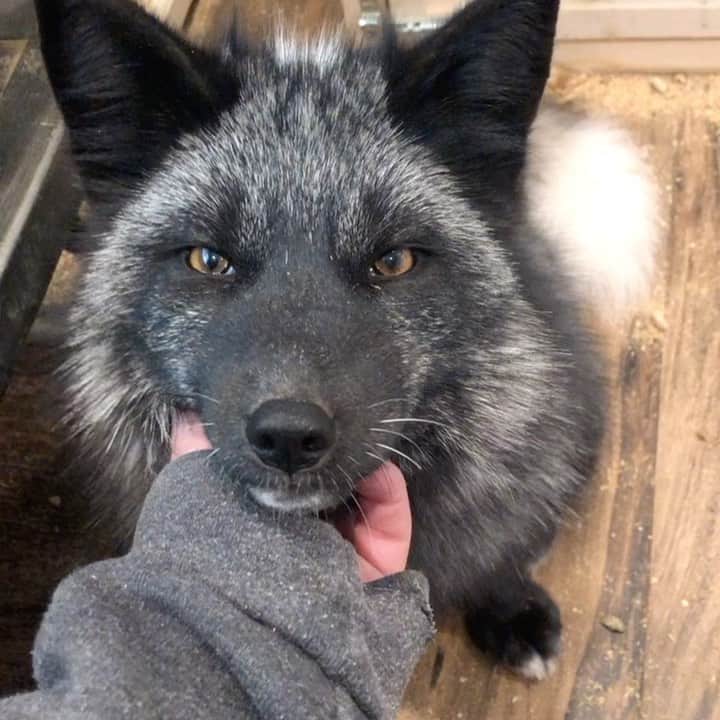 のインスタグラム：「Panda’s Pals:  We would like to introduce you to Laika with a cameo by Lena!  . Laika is Dmitriy’s sister and Lena (red color) is here with her brother Sergei!  . All the babies are settling after their very long journey. . Looking for some volunteer time during the winter?  We are looking for two different types of folks:  1) Trainers that can commit to 2 times a month (prefer once a week) to work with our Russian domesticated foxes on leash, basic obedience, and interactions.  2) Socializers: required two days a month minimum to spend time with the Russian foxes to socialize them and provide human attention.  . Either DM or complete our volunteer application online and waiver form.  . . . #laika #lena #ppp #panda #lovefoxes #foxyladies #furfree #bandfurfarming #savethefoxes #foxrescue #foxesofig #foxesofinstagram #sandiego #socal #animals #animalsco #animal  .」