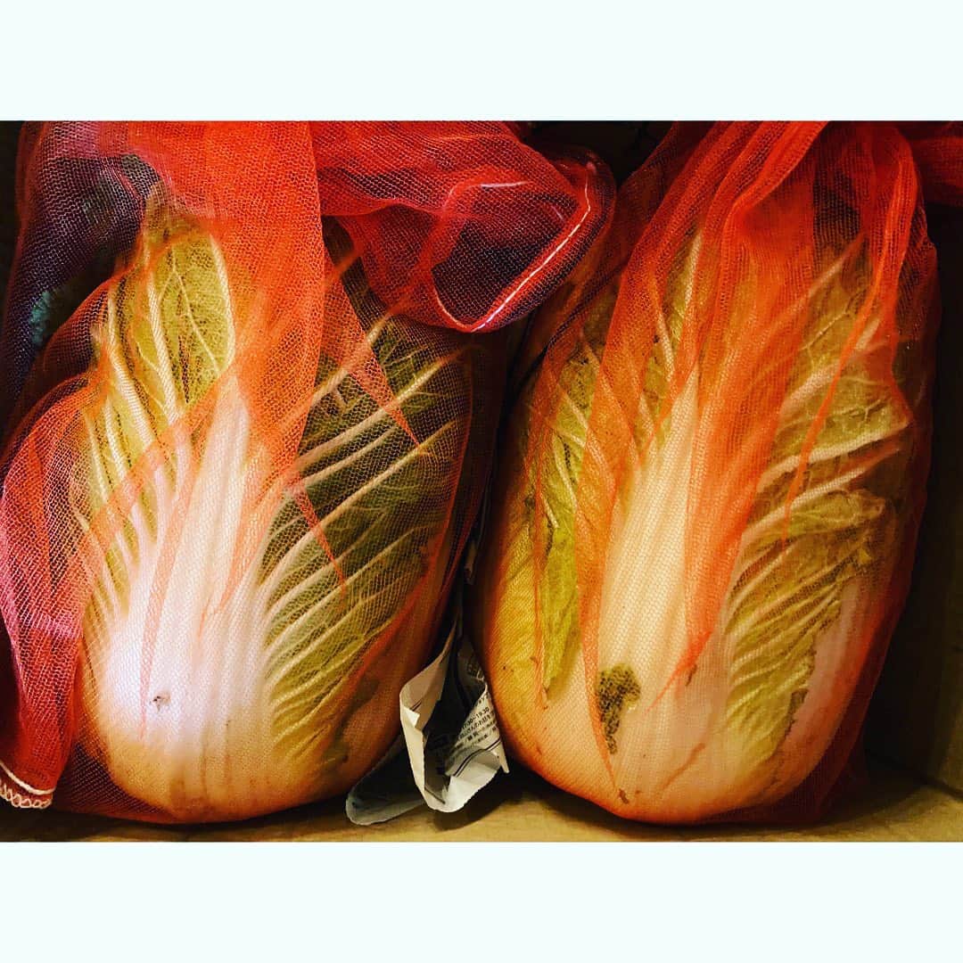 journaleatripのインスタグラム：「cabbage  like a big baby   ズッシリむちむち赤子の様。 軽井沢から 山下さんの白菜届く。 . いつもは冬になると成長が止まり寒さでギュッとしまるという白菜が今年は12月に入ってもムクムク成長しちゃったそう。冬眠できないのね。  嬉しい。」